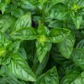 Pesto au Basilic Maison