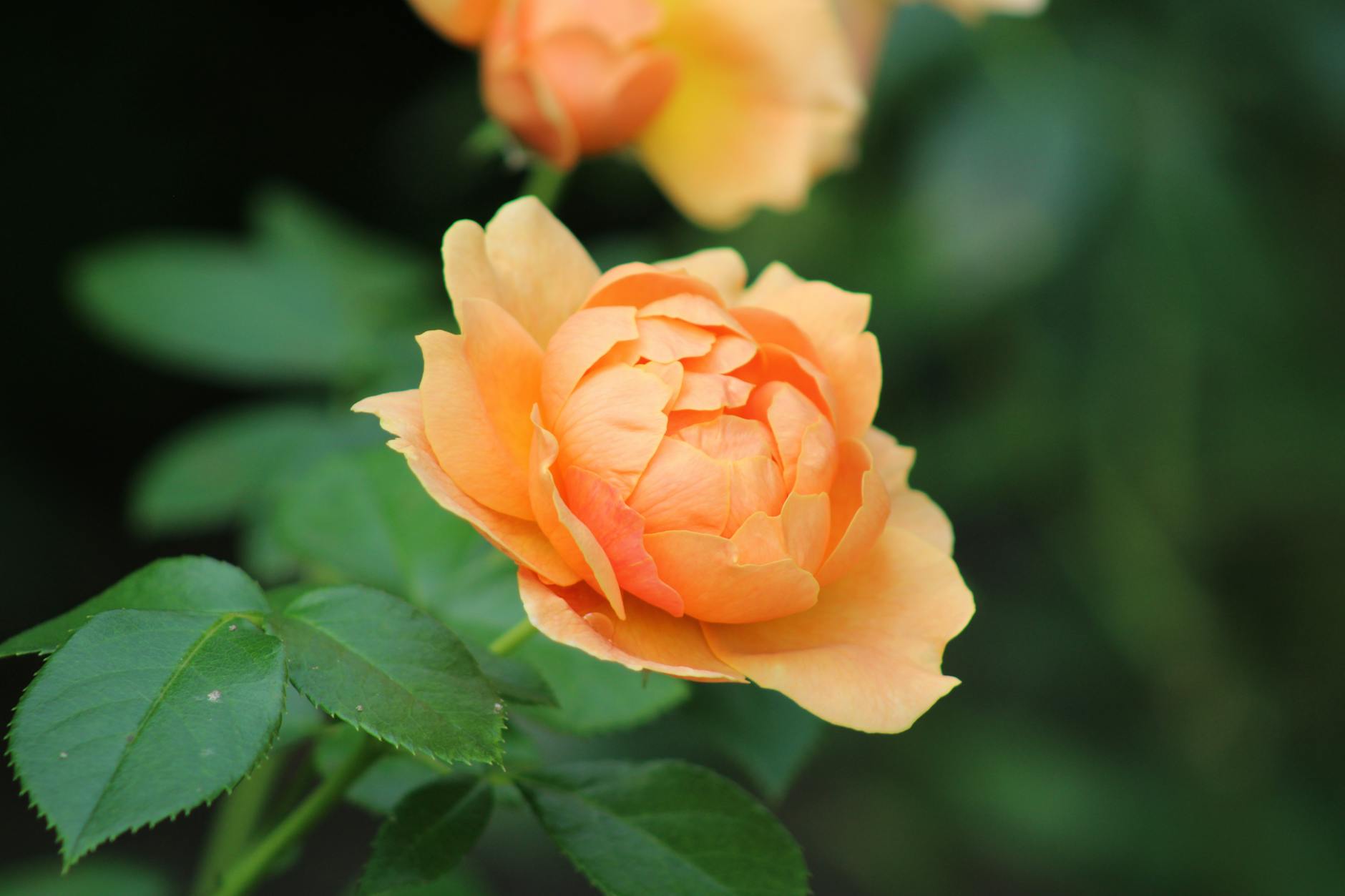 Galettes de légumes au four
